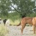 As historic numbers of migrants cross the border, their dogs are often left behind