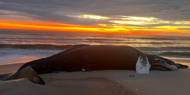 Uptick in dead whales along East Coast sparks intense debate among environmentalists over offshore wind