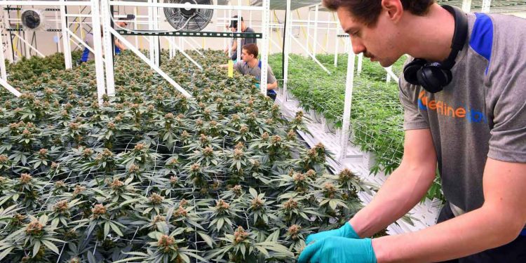 Minnesota Legislature holds hearing regarding the legalization of recreational marijuana for adults