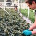 Minnesota Legislature holds hearing regarding the legalization of recreational marijuana for adults