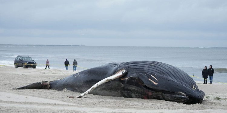 Biden admin scientist raised alarm on offshore wind harming whales months ago