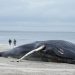 Biden admin scientist raised alarm on offshore wind harming whales months ago