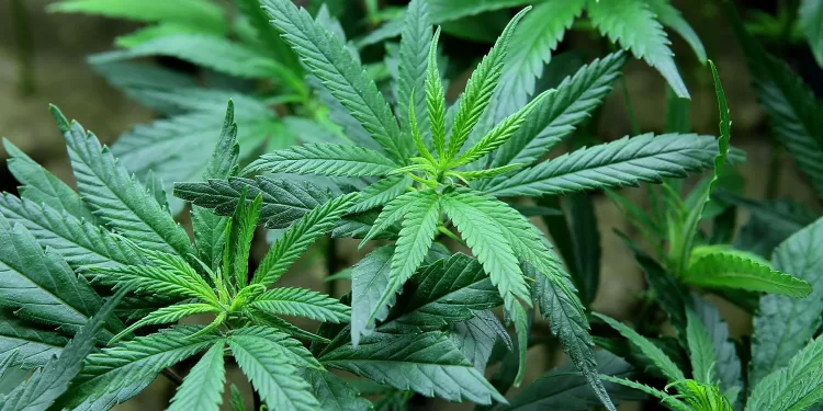 Washington regulators shut down pot businesses over DDT concerns