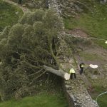 Sycamore Gap: Two men convicted of felling one of UK’s most famous trees