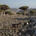 These dragon’s blood trees exist in only one place on Earth. Now their survival is under threat