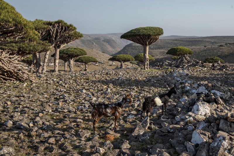 These dragon’s blood trees exist in only one place on Earth. Now their survival is under threat
