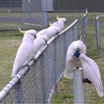 These clever birds can open trash cans and drink from water fountains