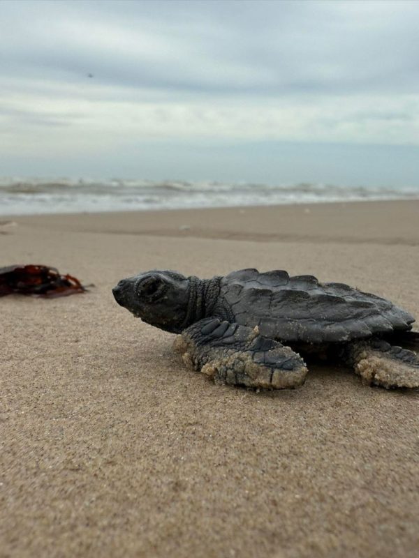 Endangered turtles share this Mexican beach with SpaceX rocket debris. The company says there’s no risk of harm